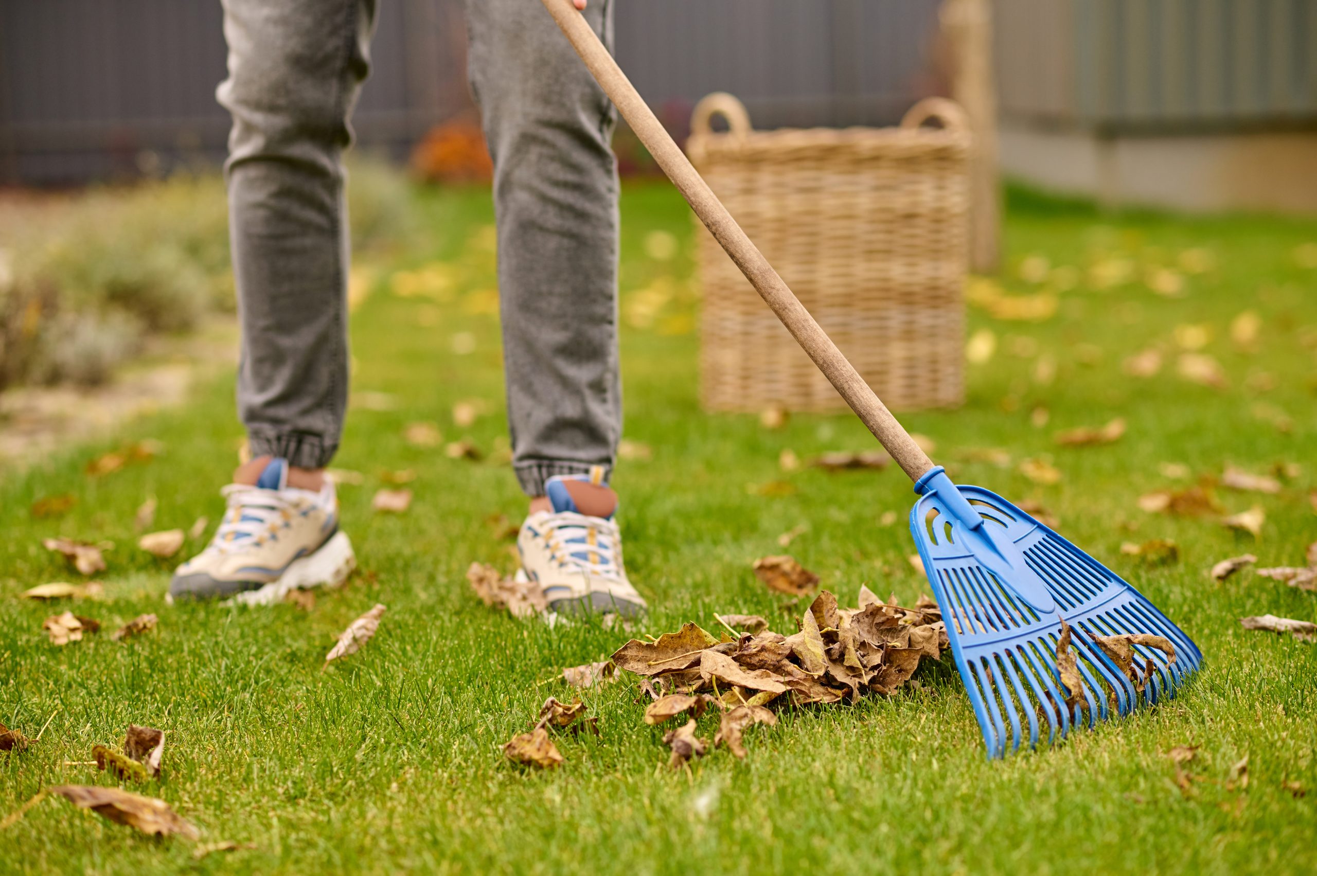 Yard Cleanup